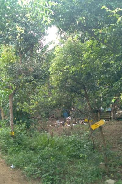 Our School Photos 2023(herb garden)